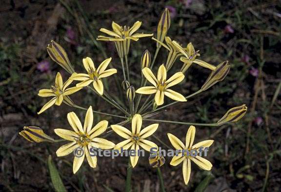 triteleia ixioides ssp anilina  graphic